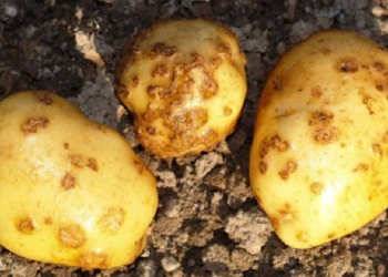 Картофельные болячки