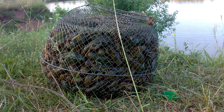 Что такое промышленные раколовки и их преимущества