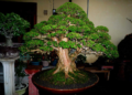 Как правильно выращивать растения bonsai и советы