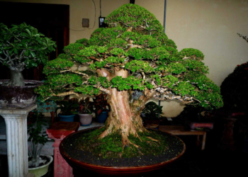 Как правильно выращивать растения bonsai и советы