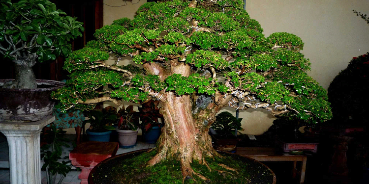 Как правильно выращивать растения bonsai и советы
