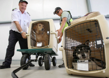 Перевозка животных в самолете: правила и требования