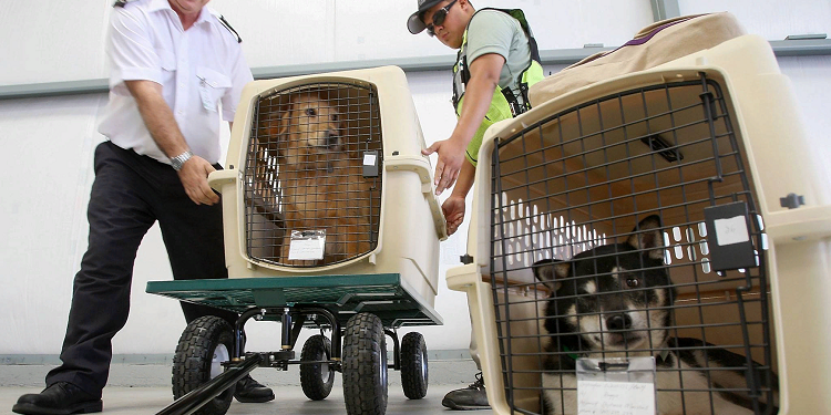 Перевозка животных в самолете: правила и требования