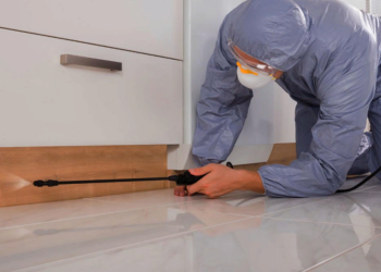 Возможные способы уничтожения клопов в доме