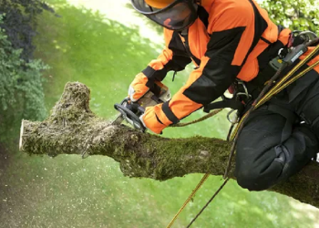 Основные этапы работ при правильном спиливании дерева