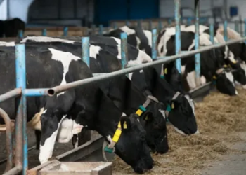 Подробиці про експорт тваринницької продукції з України