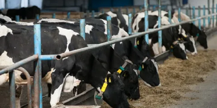 Подробиці про експорт тваринницької продукції з України