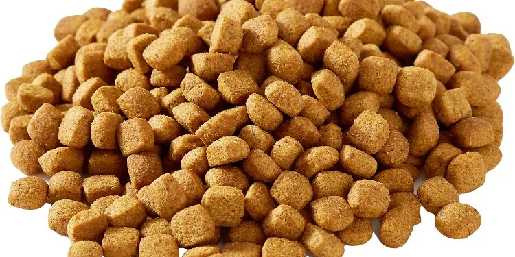 Как выбирать корм для собак и несколько рекомендаций