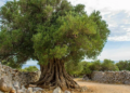 Olive tree: features and rules of cultivation