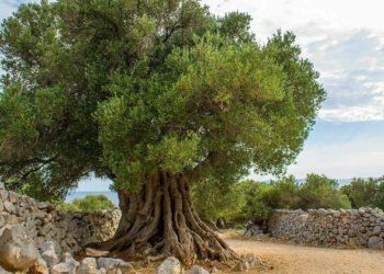Olive tree: features and rules of cultivation