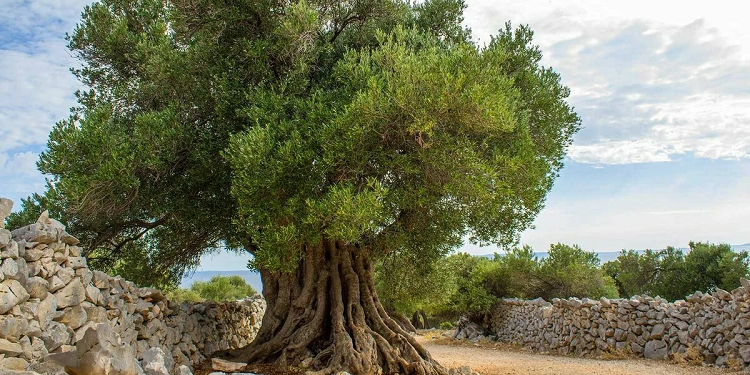 Olive tree: features and rules of cultivation