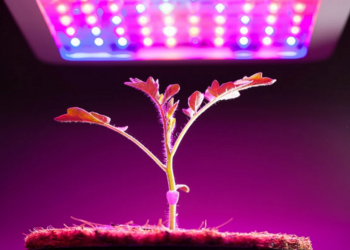 Фітоленти для рослин: принципи використання