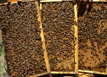 Матки и пчелопакеты для современных пасек