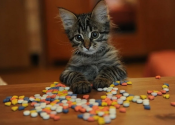 Здоровье на лапку: важность витаминов в рационе домашних котов