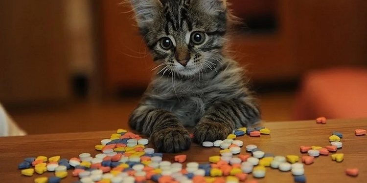 Здоровье на лапку: важность витаминов в рационе домашних котов