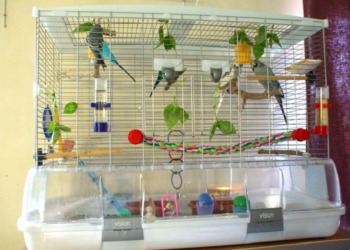 Як підтримувати активність папуги в клітці