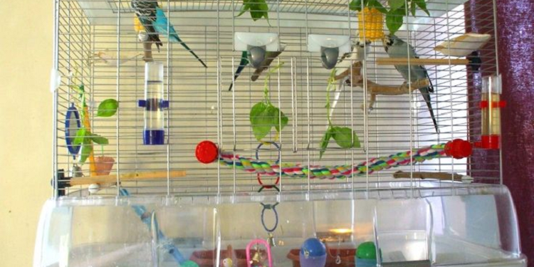 Як підтримувати активність папуги в клітці