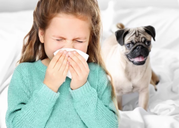Частые аллергены для домашних животных: как защитить питомца
