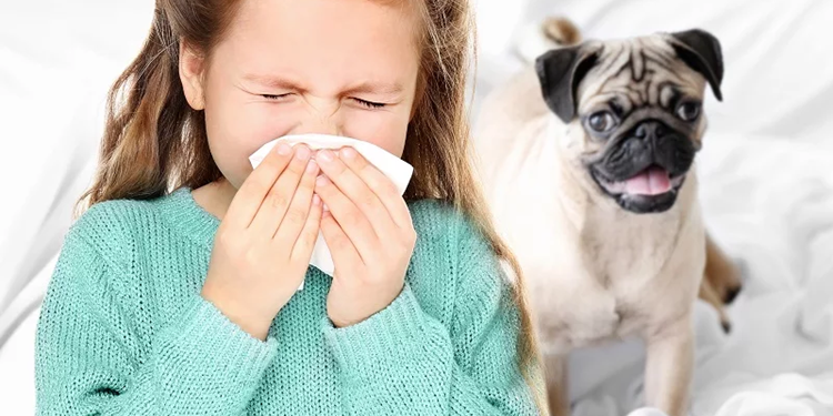 Частые аллергены для домашних животных: как защитить питомца