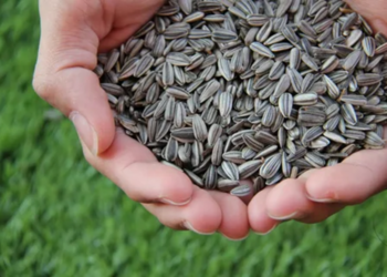 Що потрібно знати про насіння соняшника та особливості посадки