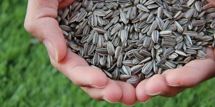 Що потрібно знати про насіння соняшника та особливості посадки