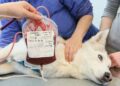 Банк крові для тварин у шпиталі «Genesis»: інноваційний підхід до ветеринарної допомоги