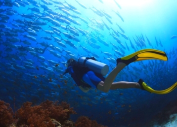 Дайвинг в Нячанге: что увидеть под водой и как подготовиться к первому погружению