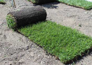 Теневыносливый рулонный газон: как выбрать и уложить без лишних хлопо